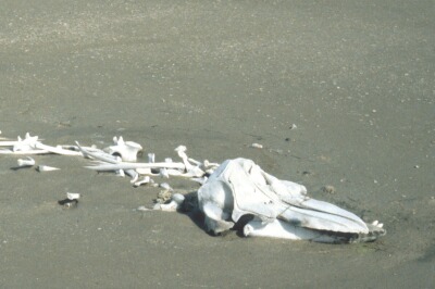 O_1105_deel.jpg (28610 bytes)