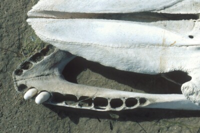 O_1107_deel.jpg (36430 bytes)