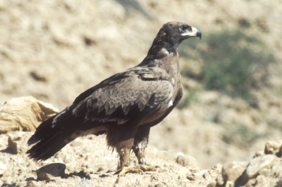 o_0474.jpg (47876 bytes)