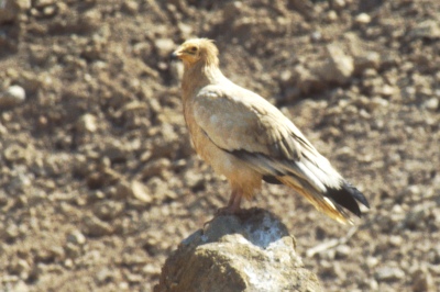 o_0478.jpg (55360 bytes)