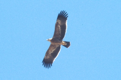 o_0484.jpg (35744 bytes)