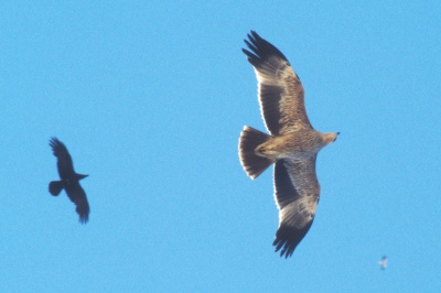 o_0486.jpg (32077 bytes)