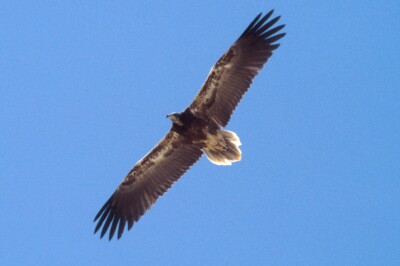 o_0491.jpg (15126 bytes)