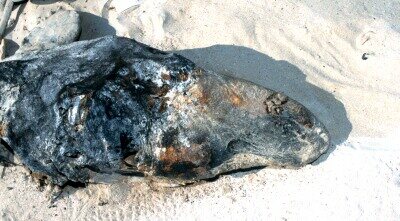 O_0883.jpg (37915 bytes)