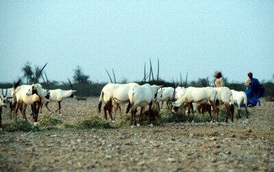 O_1020.jpg (49993 bytes)