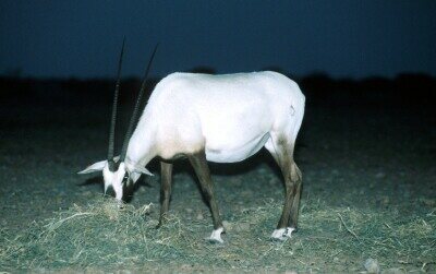 O_1025.jpg (39676 bytes)