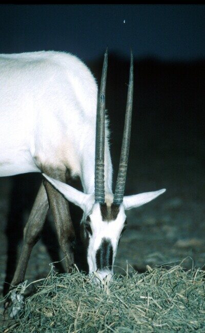 O_1026.jpg (103320 bytes)