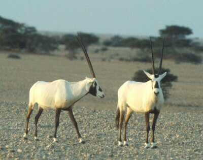 O_1037.jpg (57483 bytes)