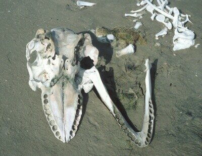 O_1108.jpg (41023 bytes)