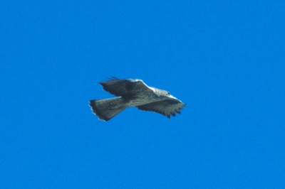 o_1855.jpg (24624 bytes)