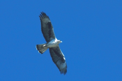 o_1857.jpg (21230 bytes)