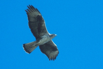 o_1858.jpg (31801 bytes)