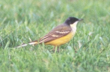 Gelekwi_versteeg.jpg (42146 bytes)