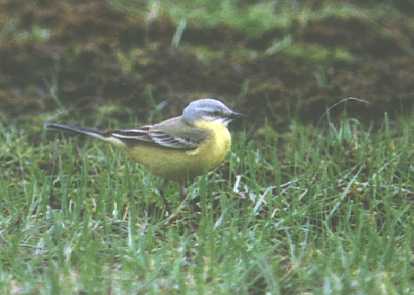 Maavla_gele_kwik.jpg (14965 bytes)