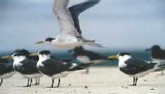 crestern.jpg (4091 bytes)