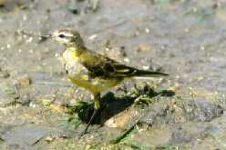 gelekwi1.jpg (7226 bytes)