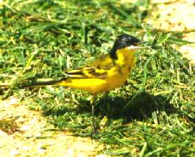 gelekwi2.jpg (16230 bytes)