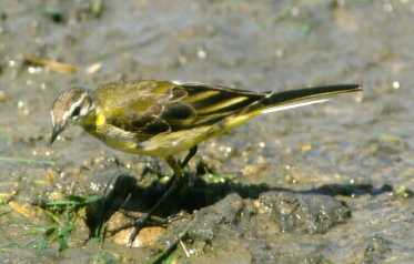 gelekwi3.jpg (11937 bytes)