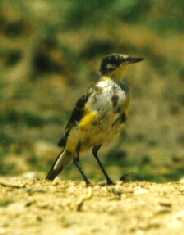 gelekwi4.jpg (5624 bytes)