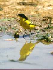 gelekwi5.jpg (6430 bytes)