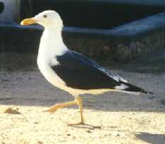 zilmeeu1.jpg (5957 bytes)