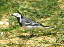 witkwik.jpg (7880 bytes)