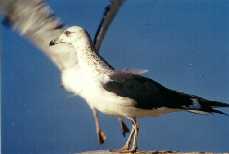 zilmeeu2.jpg (3820 bytes)